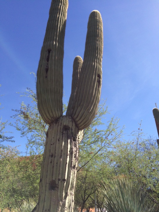 This saguaro cactus towers over you. I'm told that the "arms" don't grow on it until its old...60 years or so. 